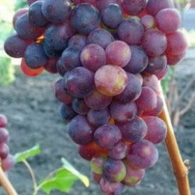Виноград Лепсна