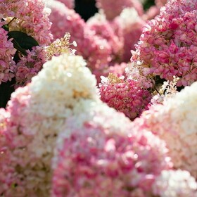 Гортензия метельчатая Strawberry Blossom