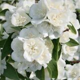Чубушник Лемуана Bouquet Blanc