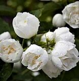 Чубушник Лемуана Bouquet Blanc