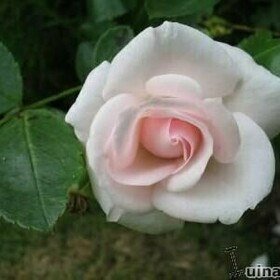 Роза Aspirin Rose