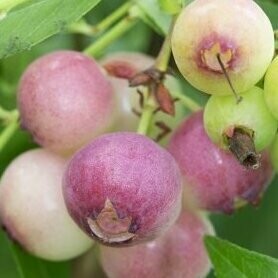 Голубика высокорослая Pink Blueberry (Пинк Блюберри)