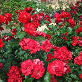 Роза Crimson Meidiland