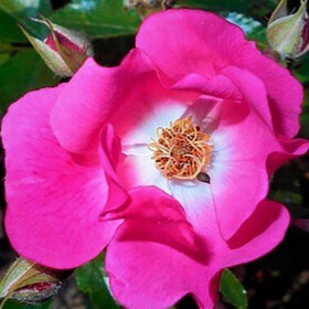 Роза Floriade 2002