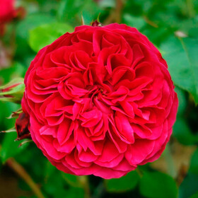 Роза Red Leonardo da Vinci