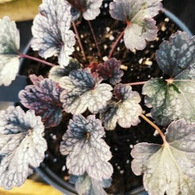 Гейхера Petite Marbled Burgundy