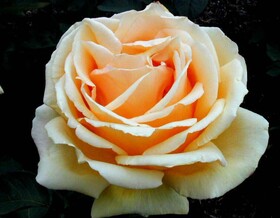 Роза чайно-гибридная (Rose hybrid tea Valencia BOL)