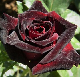 Роза чайно-гибридная Блек Баккара (Black baccara)