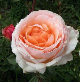 Роза Английская (Rose old Tamora BOL)