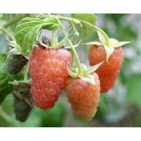 Малина (Rubus Оранжевое чудо)