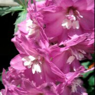 Дельфиниум Мagic Fountains Lilac Pink White Bee