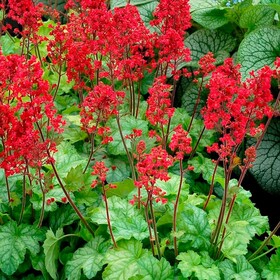 Гейхера кроваво-красная Coral Forest
