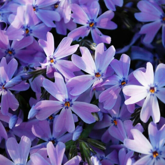 Флокс шиловидный Esmerald Blue (Эcмеральд Блу)