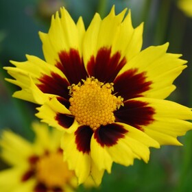 Кореопсис крупноцветковый Sunfire
