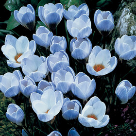 Крокус ботанический BLUE PEARL 15 штук