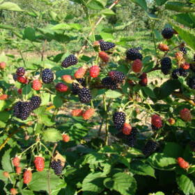 'Ежевика Бжезина (Rubus Fruticosus Brzezina)
