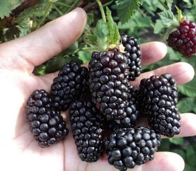 'Ежевика Блек бьют (Rubus Fruticosus  Black Butte)
