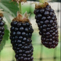 Ежевика Карака Блек (Rubus Fruticosus  Karaka Black)