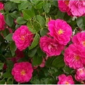 
                https://content.gdesemena.ru/images/catalog/35547_420b05d4558a14acc7071e92f8d52b62849d744943d331065f39f9ef0185d895.jpg
