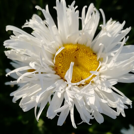 Нивяник махровый микс