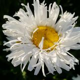 Нивяник махровый микс