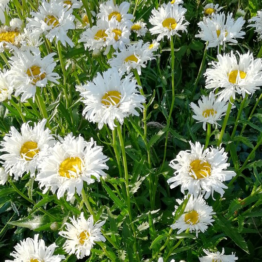 Нивяник махровый микс