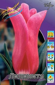 Тюльпан Lilinita (1шт.)