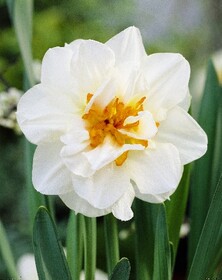 Нарцисс Flower Drift (1шт.)