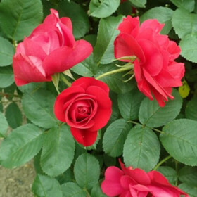 Роза морщинистая  Хансалэнд (Hansaland)