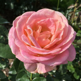 Роза чайно-гибридная Elle