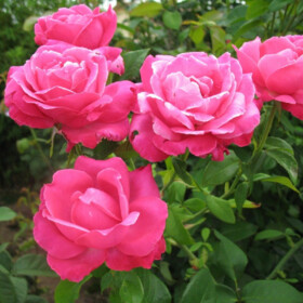 Роза чайно-гибридная Caprice de Meilland