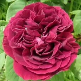 Роза повторноцветущая  Souvenir du Dr. Jamain
