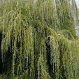 Ива плакучая желтокорая
