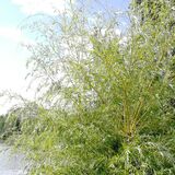 Ива плакучая желтокорая