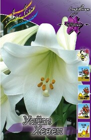 Лилия длинноцветковый гибрид White Heaven (P9)