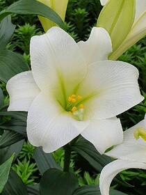 Лилия длинноцветковый гибрид Carpino (P9)