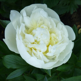 Пион молочноцветковый Duchesse de Nemours (ОКС, 3-5 почек)