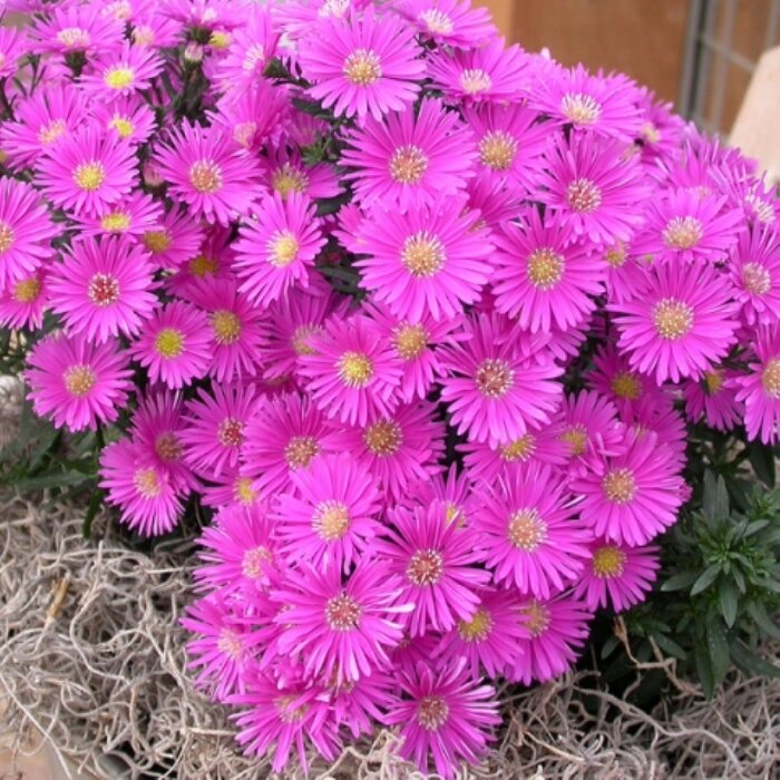 🌾 Астра Starlight купить рассаду в интернетмагазине