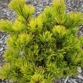 Сосна горная Мопс Голд Ауреа (Pinus mugi mops Gold Aurea)