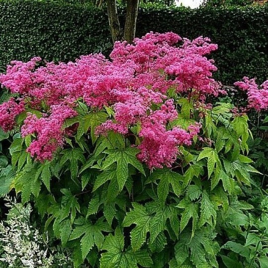 Лабазник пурпурный elegans фото