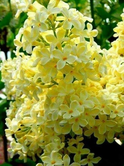 СИРЕНЬ PRIMROSE / ПРИМРОУЗ