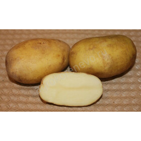 Картофель семенной Юбилей Жукова (2 кг)