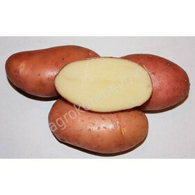 Картофель семенной Фаворит  (2 кг)