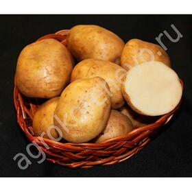 Картофель семенной Никулинский (2 кг)