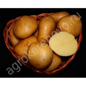 Картофель семенной Метеор (2 кг)