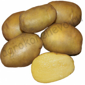 Картофель семенной Гулливер  (2 кг)