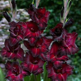 Гладиолус гибридный (Gladiolus hybridus Black Surprise BR 10/12) (1 луковица)