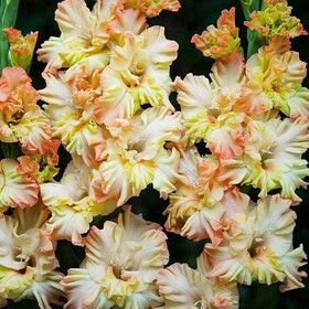 Гладиолус гибридный  Ламбада Раффл (Gladiolus hybridus Lambada Raffle BR 10/12) (1 луковица)