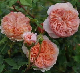 Роза кустовая (английская) William Morris