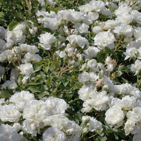 Роза почвопокровная Blanc Meidiland